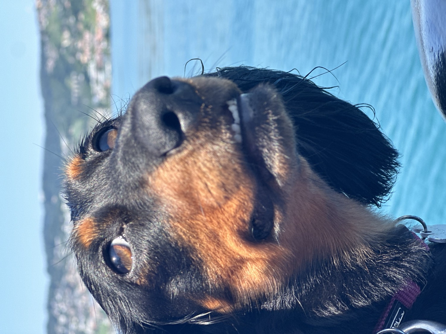 Close portrait of Aja, a long-haired black and tan miniature Dachshund, in sunshine beside Lake Geneva