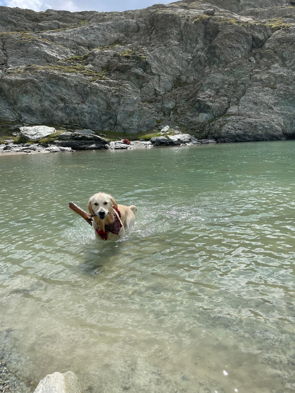 A Golden Retriever swimming back across a clear alpine lake with a stick, grey rock walls behind.