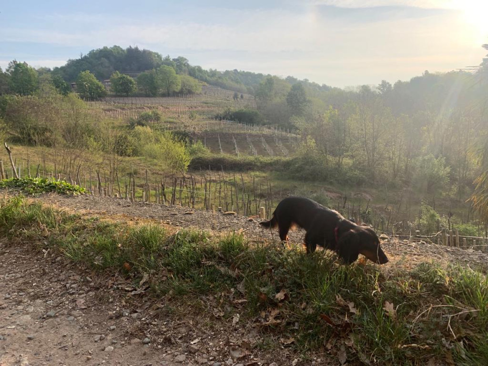 A Dachshund on a hill track at golden hour, terraced vineyards and wooded hills falling away behind.