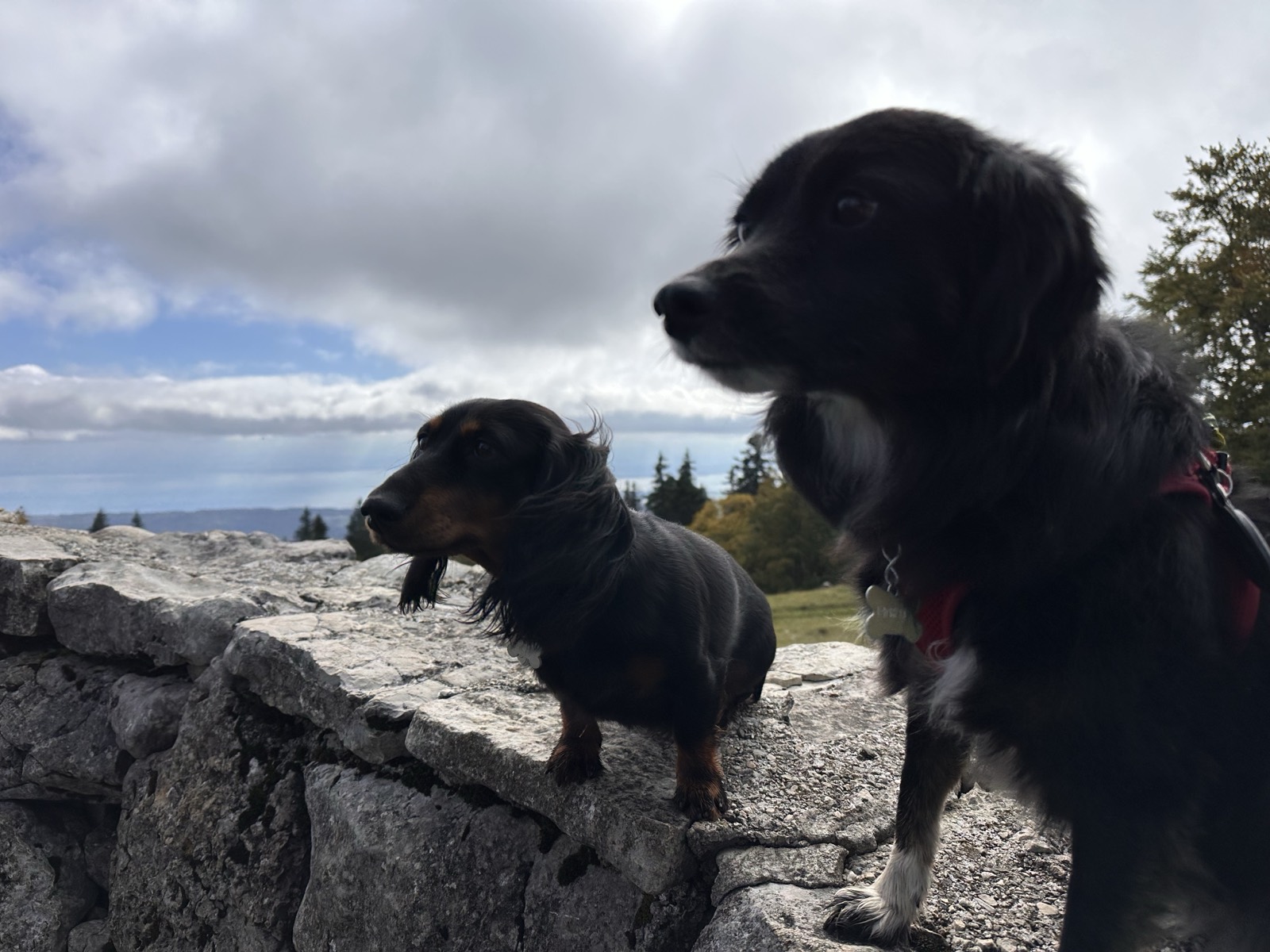A Dachshund and a black collie together on a dry-stone wall on a Jura ridge, the plain far below under cloud.