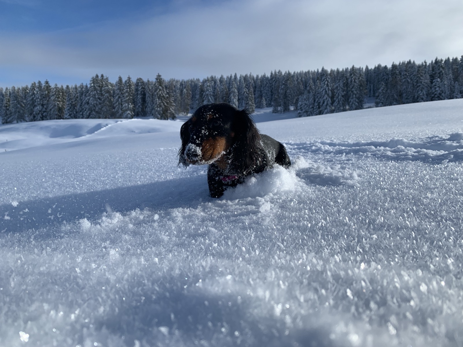 A Dachshund running through deep fresh snow towards the camera, snow-laden pine forest and blue sky behind.