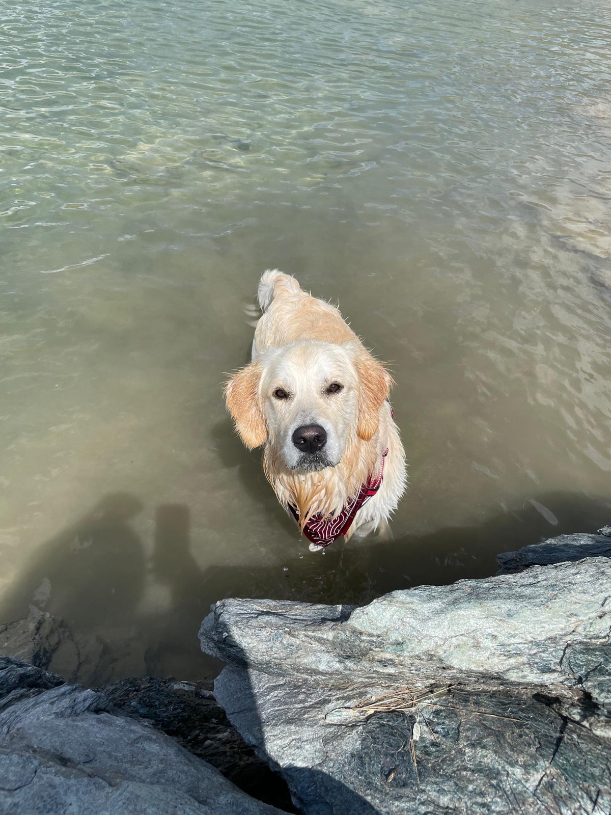 A Golden Retriever wading out of shallow green lake water onto grey rock.