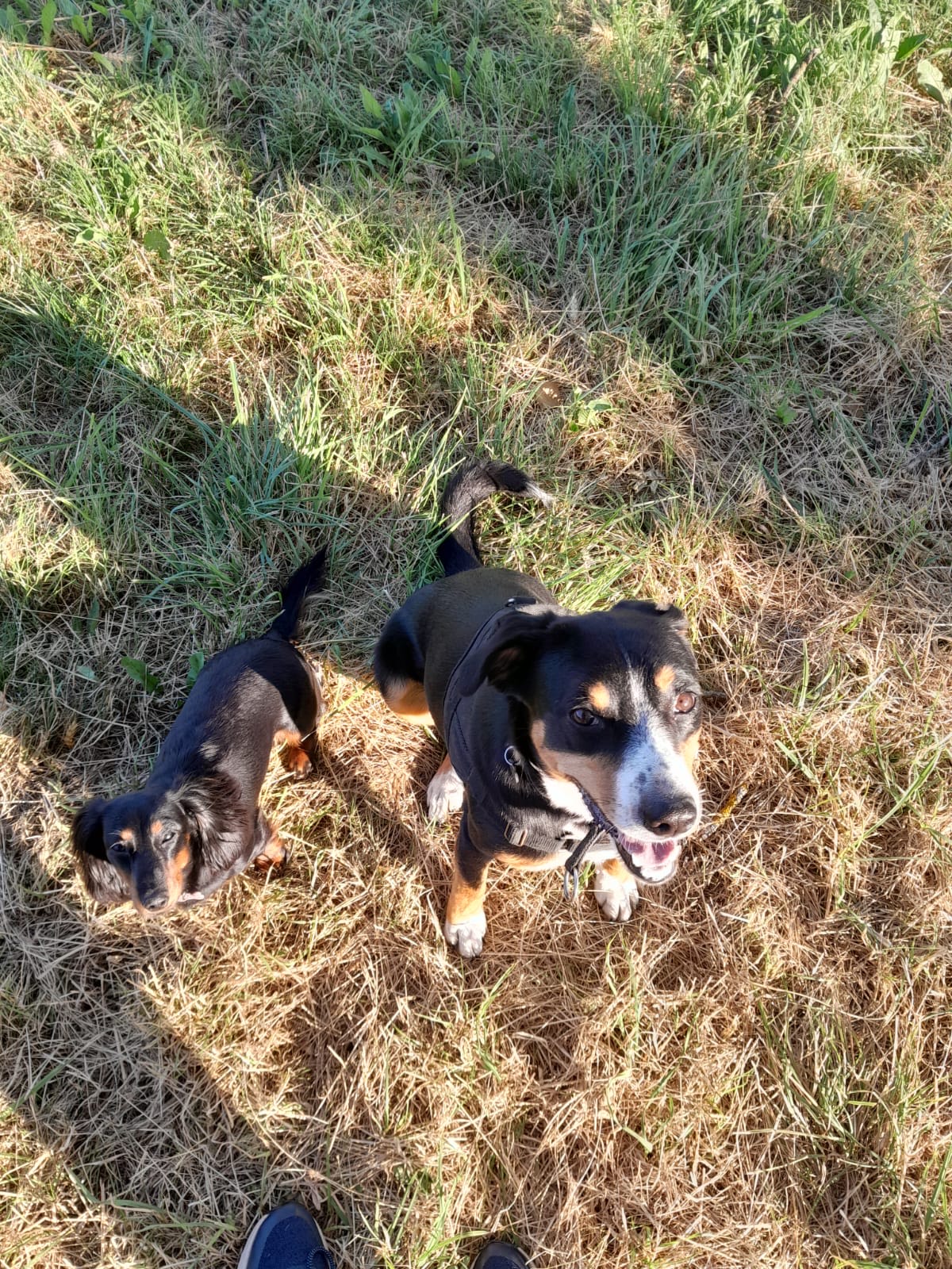 A Dachshund and an Appenzeller mountain dog side by side in a sunlit meadow, both looking up at the camera.