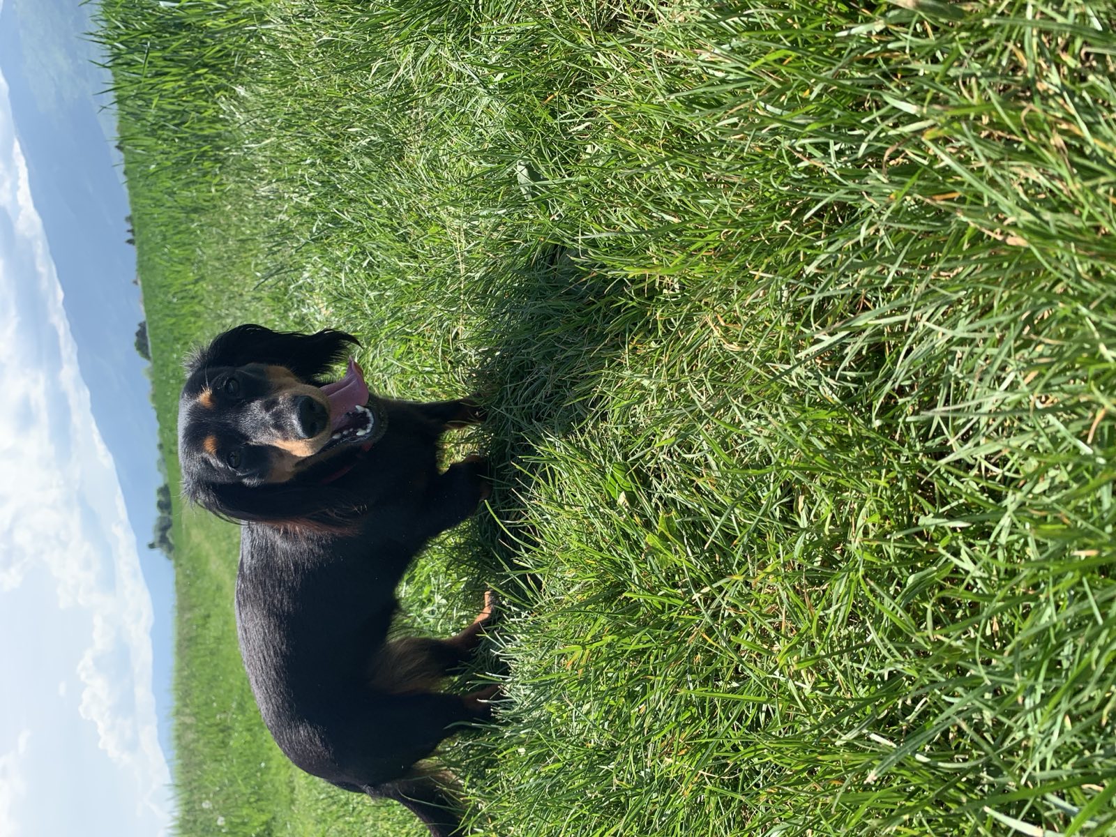 A Dachshund standing in long summer grass, tongue out, with a mountain ridge on the horizon.